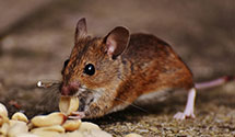 24 Hour & Emergency Exterminators in Muncie, IN